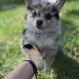 Pomeranian Puppies from GTBBF Pomeranians