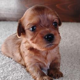 Gemma - Red sable female Havanese puppy in Kinston, North Carolina from Court Jester Havanese and Prissy Diva Russian Salon Dogs