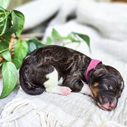 Denali - Parti female Poodle puppy in Gaylord, Michigan from Dog Mom Co. Poodles