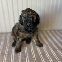 Amazon - Chocolate merle female Bernedoodle puppy in Clarinda, Iowa from Root and Branch Bernedoodles