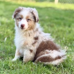 Risk - Red merle female Australian Shepherd puppy in Crosby, Texas from Monarch Australian Shepherds