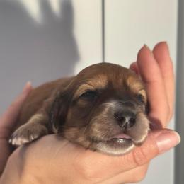 Shaded Red- Cinnamon Bun- 3500 - Red female Dachshund puppy in North Branch, Michigan from Monarch Miniature Dachshunds
