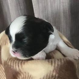 Onyx - Black gold and white male Shih Tzu puppy in Fallon, Nevada from Grandma Ts Precious Puppies