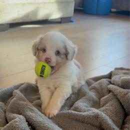 Ollie - Red merle male Miniature Australian Shepherd puppy in Westminster, New Hampshire from Smokin Gun Aussies
