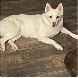 Ahna - Pomsky