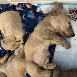 Dachshund Puppies from Honey Creek Dachshunds