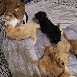 Labradoodle Puppies from Silver Acorn Doodles