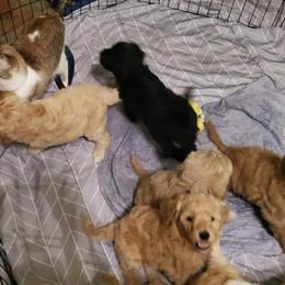 Labradoodle Puppies from Silver Acorn Doodles