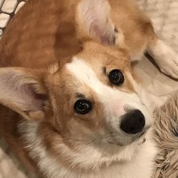 LACEY - Pembroke Welsh Corgi