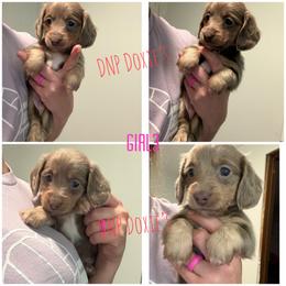 Girl 3 - Fawn (isabella) and cream female Dachshund puppy in Rushsylvania, Ohio from DNP Doxies