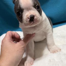 Peter - Blue male Boston Terrier puppy in Wellington, Ohio from Twist of Faith Farms