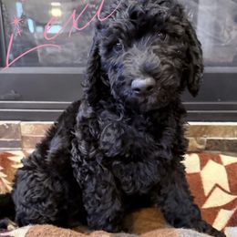 Lexi - Black female Labradoodle puppy in Wasilla, Alaska from Northern Lights Labradoodles