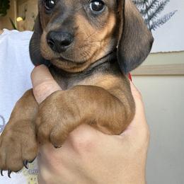 Dachshund All Grown Up from Hotdawgz standard AKC dachshunds