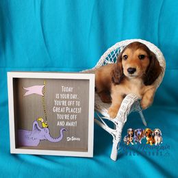 Dachshund Puppies from Blue Mountain Dachshunds