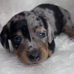 Maizie - Dapple female Dachshund puppy in Fayetteville, Arkansas from Natural State Dachshunds