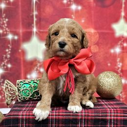 Sophie's Red Boy - male Goldendoodle puppy in Kountze, Texas from Texas Doodles LLC