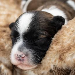 Olaf - Red sable male Havanese puppy in Hendersonville, North Carolina from Grayfinn House