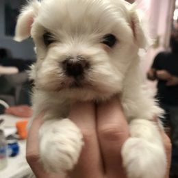 Companion Cross and Havanese Puppies from HannahJoy Hypoallergenic Pups