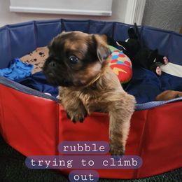 Brussels Griffon Puppies from Karen Marquez