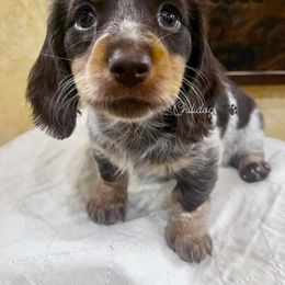 Dachshund Puppies from Chilidog Dachshunds