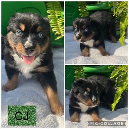 Australian Shepherd Puppies from B&M Kennels