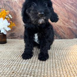 Paprika - Black female Cavapoo puppy in Beresford, South Dakota from DAKOTA DOOD RANCH