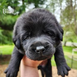 Blue collar - Black male Labrador Retriever puppy in Mossyrock, Washington from White River Labradors