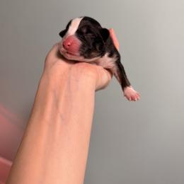 Miniature American Shepherd Puppies from Bonbelle
