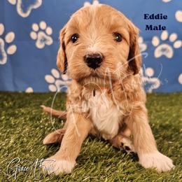 Eddie - Red  male Goldendoodle puppy in Peyton, Colorado from Grace N Faith Doodles