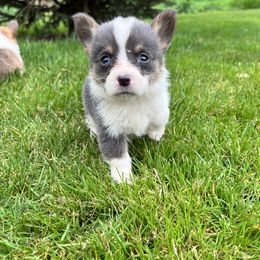 Bluie - Blue Pembroke Welsh Corgi puppy in Pilot Rock, Oregon from Austin's Pups