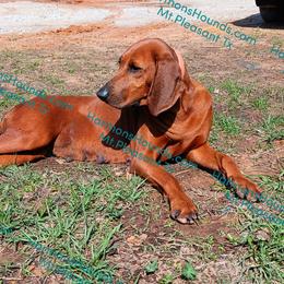 Maple - Redbone Coonhound