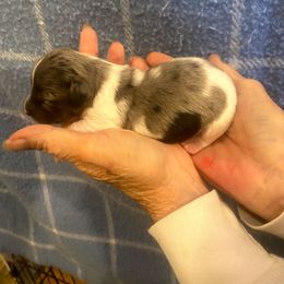 MOCHI - Dapple male Dachshund puppy in Elizabethtown, Kentucky from Teeny Tiny Puppy Tails