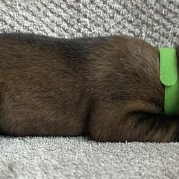 Green - Fawn sable male Belgian Malinois puppy in Ellerbe, North Carolina from Grand Prix Kennel