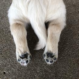 Golden Retriever, Poodle, and Shih Tzu Puppies from Shih Tzu Castle & Platinum Paws