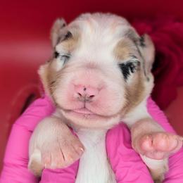 Quinn4Boy1- BMM,NBT,AKC,OFAs,Genetics - Blue merle male Australian Shepherd puppy in South Hill, Virginia from Silverside Aussies LLC
