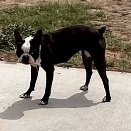 Pixie - Brindle and white female Boston Terrier puppy in Yakima, Washington from Barnett’s AKC Boston Terriers