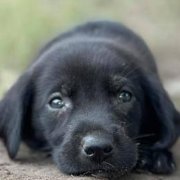 Bulldogs and Labrador Retrievers from Wright Way Retrievers