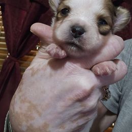 B2 - Red white and sable Papillon puppy in Forest City, North Carolina from Eastern Papillions