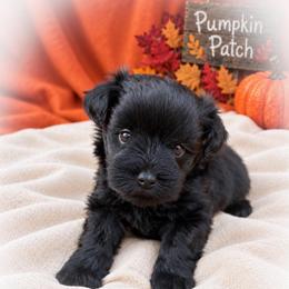 Rolo - Black male Miniature Schnauzer puppy in Dorr, Michigan from Enchanted Paws