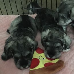 Miniature Schnauzer Puppies from Crown Point Miniature Schnauzers