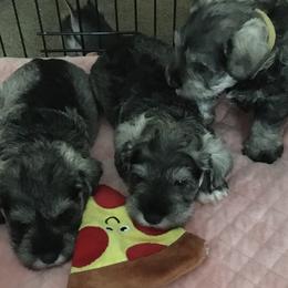 Miniature Schnauzer Puppies from Crown Point Miniature Schnauzers
