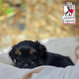 Rusty - Black and tan male Yorkshire Terrier puppy in California from Corazon de gigante