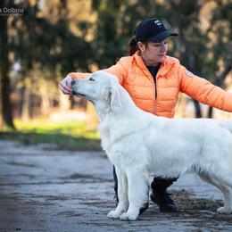 Lisa - Golden Retriever