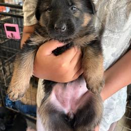 Yellow Collar - Black and red female German Shepherd puppy in Puyallup, Washington from Majestic Royal German Shepherd’s