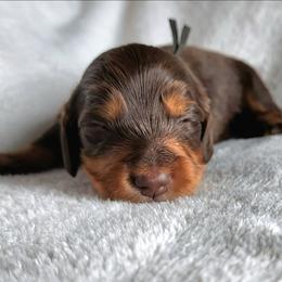 Peter (black collar) - Chocolate and tan male Dachshund puppy in Anaconda, Montana from Williams Family Dachshunds