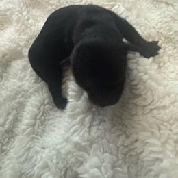 Milo - Black male Chihuahua puppy in Charlotte, North Carolina from Lawinski’s Chihuahua World