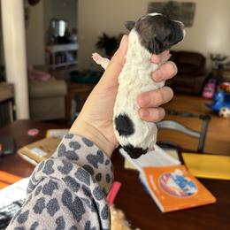 Aurora - Parti female Goldendoodle puppy in Anderson, South Carolina from M & L Pups