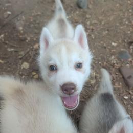 Ash - Red and white female Siberian Husky puppy in Wisconsin from Liberty Siberians