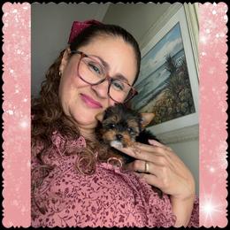 Biewer Terrier and Yorkshire Terrier Puppies from South Georgia Yorkies and Biewers