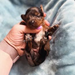 Preston - Dapple male Dachshund puppy in Robesonia, Pennsylvania from Happily Ever After’s Puppies